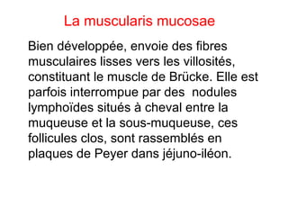 La muscularis mucosae
Bien développée, envoie des fibres
musculaires lisses vers les villosités,
constituant le muscle de Brücke. Elle est
parfois interrompue par des nodules
lymphoïdes situés à cheval entre la
muqueuse et la sous-muqueuse, ces
follicules clos, sont rassemblés en
plaques de Peyer dans jéjuno-iléon.
 
