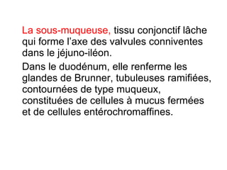 La sous-muqueuse, tissu conjonctif lâche
qui forme l’axe des valvules conniventes
dans le jéjuno-iléon.
Dans le duodénum, elle renferme les
glandes de Brunner, tubuleuses ramifiées,
contournées de type muqueux,
constituées de cellules à mucus fermées
et de cellules entérochromaffines.
 