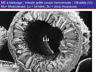ME à balayage ;; Intestin grêle coupe transversale ;; Villosités (Vi);
ME à balayage Intestin grêle coupe transversale Villosités (Vi);
Mu= Musculeuse; Lu = lumière; Su = sous muqueuse.
Mu= Musculeuse; Lu = lumière; Su = sous muqueuse.


                                       Vi
 