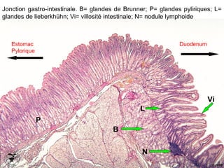 Jonction gastro-intestinale. B= glandes de Brunner; P= glandes pyliriques; L=
glandes de lieberkhühn; Vi= villosité intestinale; N= nodule lymphoide



   Estomac                                                    Duodenum
   Pylorique




                                                                         Vi
                                                L
               P
                                      B


                                                 N
 