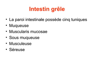 Intestin grêle
•   La paroi intestinale possède cinq tuniques
•   Muqueuse
•   Muscularis mucosae
•   Sous muqueuse
•   Musculeuse
•   Séreuse
 