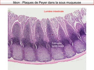 Iléon : Plaques de Peyer dans la sous muqueuse

                    Lumière intestinale




                           Follicules
                           lymphoïdes
 