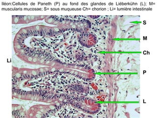 Iléon:Cellules de Paneth (P) au fond des glandes de Liéberkühn (L); M=
muscularis mucosae; S= sous muqueuse Ch= chorion ; Li= lumière intestinale


                                                                    S

                                                                    M

                                                                    Ch
  Li

                                                                    P




                                                                    L
 