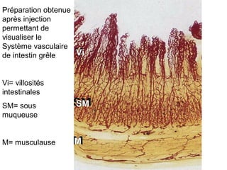 Préparation obtenue
après injection
permettant de
visualiser le
Système vasculaire
de intestin grêle   Vi


Vi= villosités
intestinales
SM= sous           SM
muqueuse


M= musculause      M
 