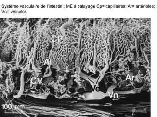 Système vasculaire de l’intestin ; ME à balayage Cp= capillaires; Ar= artérioles;
Vn= veinules
 