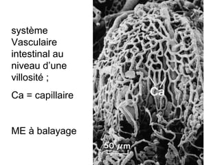 système
Vasculaire
intestinal au
niveau d’une
villosité ;
Ca = capillaire


ME à balayage
 