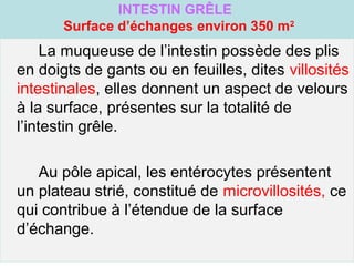 INTESTIN GRÊLE
       Surface d’échanges environ 350 m2
     La muqueuse de l’intestin possède des plis
en doigts de gants ou en feuilles, dites villosités
intestinales, elles donnent un aspect de velours
à la surface, présentes sur la totalité de
l’intestin grêle.

   Au pôle apical, les entérocytes présentent
un plateau strié, constitué de microvillosités, ce
qui contribue à l’étendue de la surface
d’échange.
 