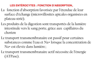 LES ENTÉROCYTES : FONCTION D’ABSORPTION   ,
La fonction d’absorption favorisée par l’étendue de leur
  surface d’échange (microvillosités apicales organisées en
  plateau strié).
Les produits de la digestion sont transportés de la lumière
  intestinale vers le sang porte, grâce aux capillaires du
  chorion
Le transport transmembranaire est passif pour certaines
  substances comme l’eau et Na+ lorsque la concentration de
  Na+ est élevée dans lumière ;
Le transport transmembranaire actif nécessite de l’énergie
  (ATPase).
 