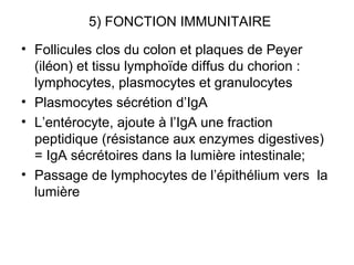 5) FONCTION IMMUNITAIRE
• Follicules clos du colon et plaques de Peyer
  (iléon) et tissu lymphoïde diffus du chorion :
  lymphocytes, plasmocytes et granulocytes
• Plasmocytes sécrétion d’IgA
• L’entérocyte, ajoute à l’IgA une fraction
  peptidique (résistance aux enzymes digestives)
  = IgA sécrétoires dans la lumière intestinale;
• Passage de lymphocytes de l’épithélium vers la
  lumière
 