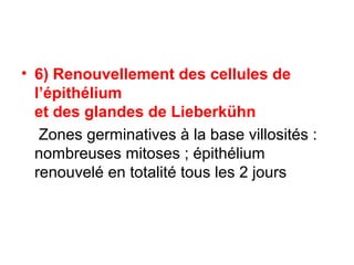 • 6) Renouvellement des cellules de
  l’épithélium
  et des glandes de Lieberkühn
   Zones germinatives à la base villosités :
  nombreuses mitoses ; épithélium
  renouvelé en totalité tous les 2 jours
 