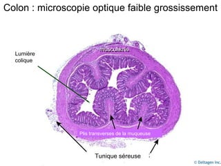 Colon : microscopie optique faible grossissement



                         musculeuse
  Lumière
  colique




                 Plis transverses de la muqueuse



                       Tunique séreuse
 