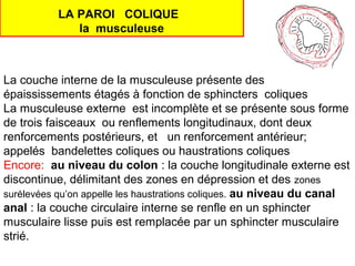 LA PAROI COLIQUE
              la musculeuse



La couche interne de la musculeuse présente des
épaississements étagés à fonction de sphincters coliques
La musculeuse externe est incomplète et se présente sous forme
de trois faisceaux ou renflements longitudinaux, dont deux
renforcements postérieurs, et un renforcement antérieur;
appelés bandelettes coliques ou haustrations coliques
Encore: au niveau du colon : la couche longitudinale externe est
discontinue, délimitant des zones en dépression et des zones
surélevées qu’on appelle les haustrations coliques. au niveau du canal
anal : la couche circulaire interne se renfle en un sphincter
musculaire lisse puis est remplacée par un sphincter musculaire
strié.
 