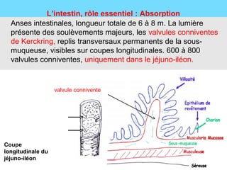 L’intestin, rôle essentiel : Absorption
  Anses intestinales, longueur totale de 6 à 8 m. La lumière
  présente des soulèvements majeurs, les valvules conniventes
  de Kerckring, replis transversaux permanents de la sous-
  muqueuse, visibles sur coupes longitudinales. 600 à 800
  valvules conniventes, uniquement dans le jéjuno-iléon.


                   valvule connivente




Coupe
longitudinale du
jéjuno-iléon
 