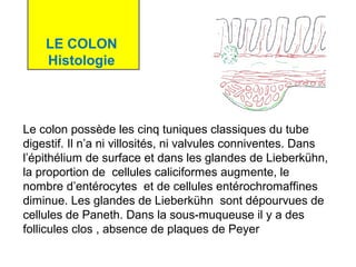 LE COLON
    Histologie



Le colon possède les cinq tuniques classiques du tube
digestif. Il n’a ni villosités, ni valvules conniventes. Dans
l’épithélium de surface et dans les glandes de Lieberkühn,
la proportion de cellules caliciformes augmente, le
nombre d’entérocytes et de cellules entérochromaffines
diminue. Les glandes de Lieberkühn sont dépourvues de
cellules de Paneth. Dans la sous-muqueuse il y a des
follicules clos , absence de plaques de Peyer
 