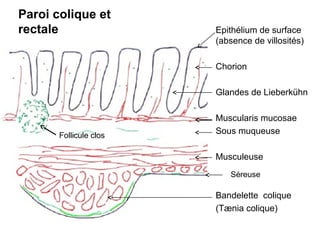 Paroi colique et
rectale                 Epithélium de surface
                        (absence de villosités)

                        Chorion

                        Glandes de Lieberkühn

                        Muscularis mucosae
       Follicule clos
                        Sous muqueuse

                        Musculeuse
                           Séreuse

                        Bandelette colique
                        (Tænia colique)
 