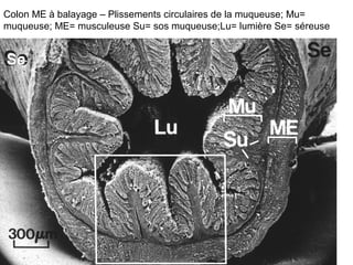 Colon ME à balayage – Plissements circulaires de la muqueuse; Mu=
muqueuse; ME= musculeuse Su= sos muqueuse;Lu= lumière Se= séreuse


Se
 