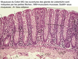 Muqueuse du Colon MO; les ouvertures des glande de Lieberkühn sont
indiquées par les petites flèches ; MM=muscularis mucosae; SubM= sous
muqueuse ; A= tissu adipeux
 