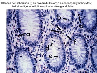 Glandes de Lieberkühn (f) au niveau du Colon; c = chorion; a=lymphocytes ;
        b,d et e= figures mitotiques; L = lumière glandulaire




                      L
 