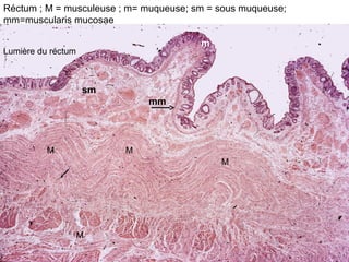 Réctum ; M = musculeuse ; m= muqueuse; sm = sous muqueuse;
mm=muscularis mucosae

                                        m
Lumière du réctum



                    sm
                             mm




          M              M
                                            M




                    M
 