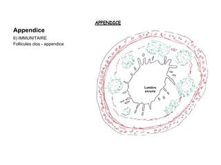 Appendice
6) IMMUNITAIRE
Follicules clos - appendice
 