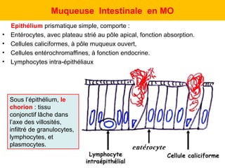 Muqueuse Intestinale en MO
    Epithélium prismatique simple, comporte :
•   Entérocytes, avec plateau strié au pôle apical, fonction absorption.
•   Cellules caliciformes, à pôle muqueux ouvert,
•   Cellules entérochromaffines, à fonction endocrine.
•   Lymphocytes intra-épithéliaux




    Sous l’épithélium, le
    chorion : tissu
    conjonctif lâche dans
    l’axe des villosités,
    infiltré de granulocytes,
    lymphocytes, et
    plasmocytes.
 