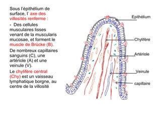 Sous l’épithélium de
surface, l’ axe des
villosités renferme :     Epithélium
- Des cellules
musculaires lisses
venant de la muscularis
mucosae, et forment le     Chylifère
muscle de Brücke (B).
De nombreux capillaires
sanguins (C), une          Artériole
artériole (A) et une
veinule (V).
Le chylifère central        Veinule
(Chy) est un vaisseau
lymphatique borgne, au     capillaire
centre de la villosité
 