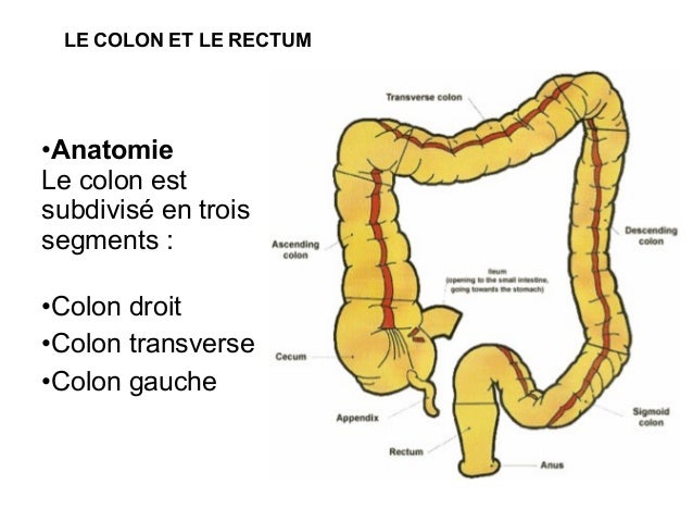 Le Colon Et Les Gaz: Gaz Intestinaux Importants – VJCSMP