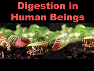 Digestion in
Human Beings
 