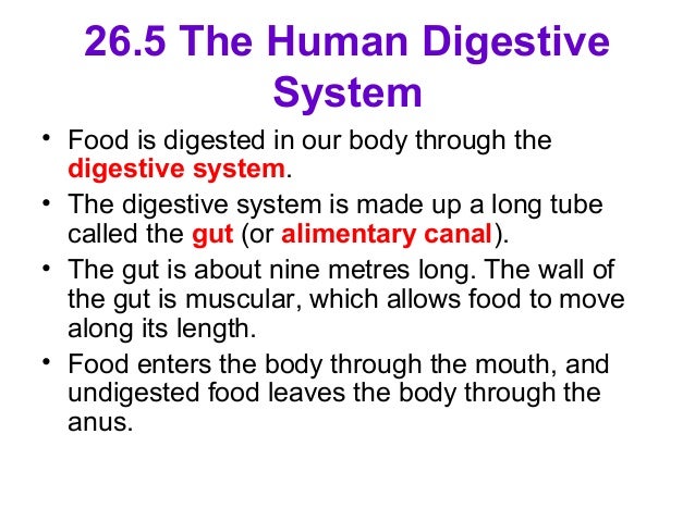 Assignments discovery education digestive system of ruminants