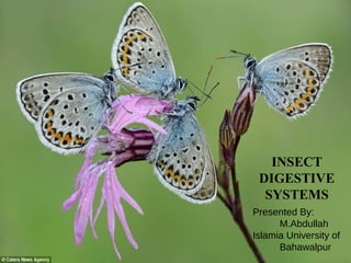 INSECT
DIGESTIVE
SYSTEMS
Presented By:
M.Abdullah
Islamia University of
Bahawalpur
 