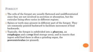 Digestive system of insect and it's physiology.pdf