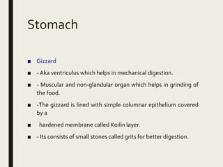 Stomach
■ Gizzard
■ - Aka ventriculus which helps in mechanical digestion.
■ - Muscular and non-glandular organ which helps in grinding of
the food.
■ -The gizzard is lined with simple columnar epithelium covered
by a
■ hardened membrane called Koilin layer.
■ - Its consists of small stones called grits for better digestion.
 