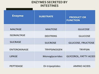 ENZYMES SECRETED BY
INTESTINES
 