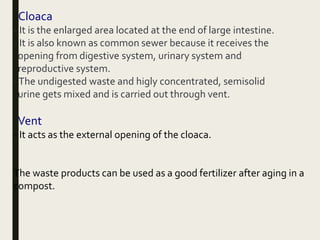 Cloaca
- It is the enlarged area located at the end of large intestine.
- It is also known as common sewer because it receives the
opening from digestive system, urinary system and
reproductive system.
-The undigested waste and higly concentrated, semisolid
urine gets mixed and is carried out through vent.
Vent
- It acts as the external opening of the cloaca.
The waste products can be used as a good fertilizer after aging in a
compost.
 