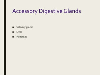 Accessory Digestive Glands
■ Salivary gland
■ Liver
■ Pancreas
 