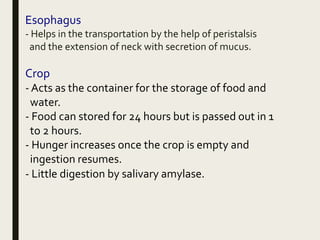 Esophagus
- Helps in the transportation by the help of peristalsis
and the extension of neck with secretion of mucus.
Crop
- Acts as the container for the storage of food and
water.
- Food can stored for 24 hours but is passed out in 1
to 2 hours.
- Hunger increases once the crop is empty and
ingestion resumes.
- Little digestion by salivary amylase.
 