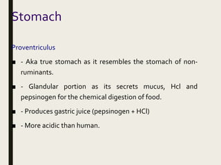 Stomach
Proventriculus
■ - Aka true stomach as it resembles the stomach of non-
ruminants.
■ - Glandular portion as its secrets mucus, Hcl and
pepsinogen for the chemical digestion of food.
■ - Produces gastric juice (pepsinogen + HCl)
■ - More acidic than human.
 
