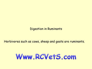 Digestion in Ruminants

Herbivores such as cows, sheep and goats are ruminants.

 