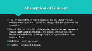 Absorption of Ions
When a person becomes dehydrated, large amounts of
aldosterone secreted by the cortices of the adrenal ...