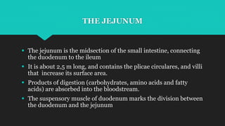 THE ILEUM
 The final section of the small intestine.
 It is about 3 m long, and contains villi similar to the jejunum.
...