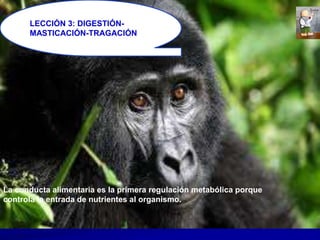LECCIÓN 3: DIGESTIÓN-
MASTICACIÓN-TRAGACIÓN
La conducta alimentaria es la primera regulación metabólica porque
controla la entrada de nutrientes al organismo.
 