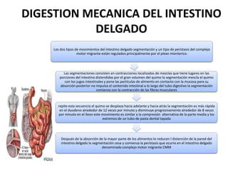 DIGESTION MECANICA DEL INTESTINO
DELGADO
Los dos tipos de movimientos del intestino delgado segmentación y un tipo de perístasis del complejo
motor migrante están regulados principalmente por el plexo mienterico.

Las segmentaciones consisten en contracciones localizadas de mezclas que tiene lugares en las
porciones del intestino distendidas por el gran volumen del quimo la segmentación mescla el quimo
con los jugos intestinales y pone las partículas de alimento en contacto con la mucosa para su
absorción posterior no impulsa el contenido intestinal a lo largo del tubo digestivo la segmentación
comienza con la contracción de las fibras musculares

repite esta secuencia el quimo se desplaza hacia adelante y hacia atrás la segmentación es más rápida
en el duodeno alrededor de 12 veces por minuto y disminuye progresivamente alrededor de 8 veces
por minuto en el íleon este movimiento es similar a la compresión alternativa de la parte media y los
extremos de un tubo de pasta dental tapada

Después de la absorción de la mayor parte de los alimentos lo reducen l distención de la pared del
intestino delgado la segmentación cesa y comienza la perístasis que ocurre en el intestino delgado
denominado complejo motor migrante CMM

 