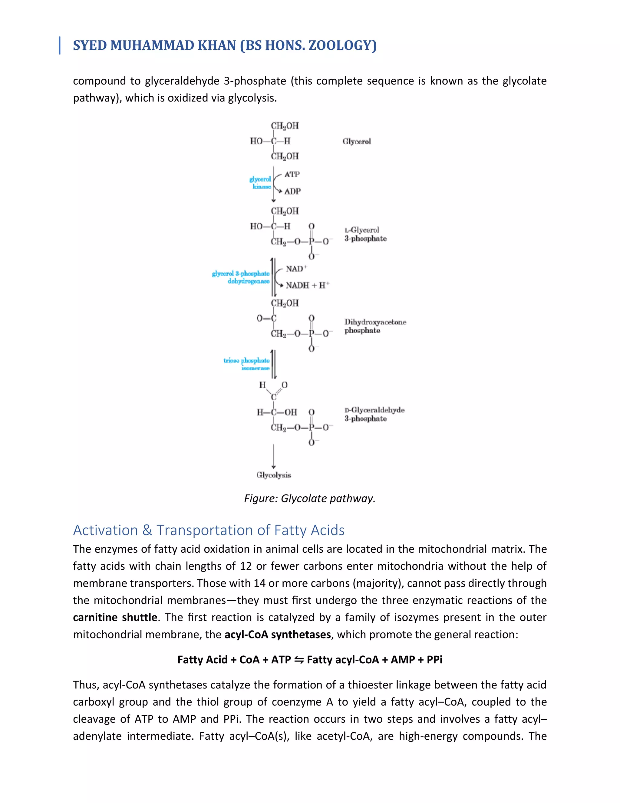 Fresh Look at Digestion Mobilization Transport Of Fats
