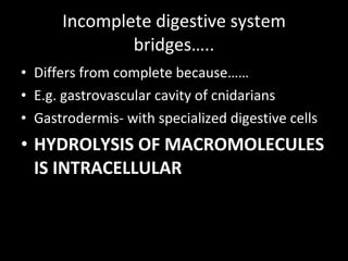 Incomplete digestive system bridges….. Differs from complete because…… E.g. gastrovascular cavity of cnidarians Gastrodermis- with specialized digestive cells HYDROLYSIS OF MACROMOLECULES IS INTRACELLULAR 