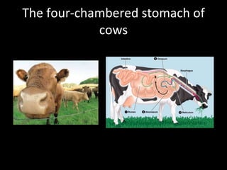 The four-chambered stomach of cows 
