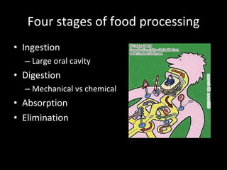 Four stages of food processing Ingestion Large oral cavity Digestion Mechanical vs chemical Absorption Elimination 