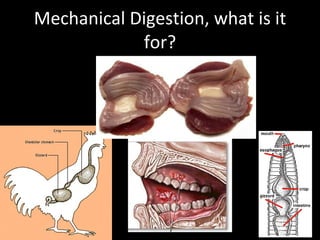 Mechanical Digestion, what is it for? 