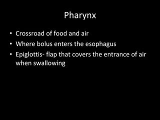 Pharynx Crossroad of food and air Where bolus enters the esophagus Epiglottis- flap that covers the entrance of air when swallowing 