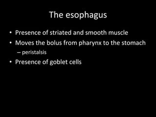 The esophagus Presence of striated and smooth muscle Moves the bolus from pharynx to the stomach peristalsis Presence of goblet cells 