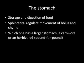 The stomach Storage and digestion of food Sphincters- regulate movement of bolus and chyme Which one has a larger stomach, a carnivore or an herbivore? (pound-for-pound) 